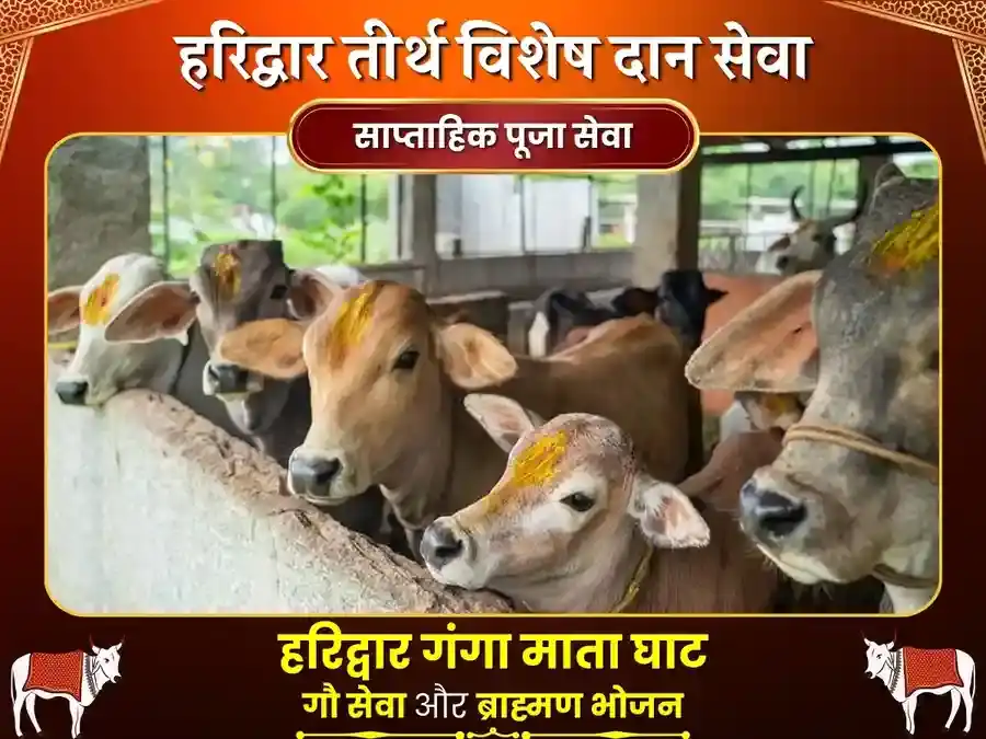 गुरुवर हरिद्वार गंगा घाट साप्ताहिक गौ सेवा एवं ब्राह्मण भोजन puja image 1