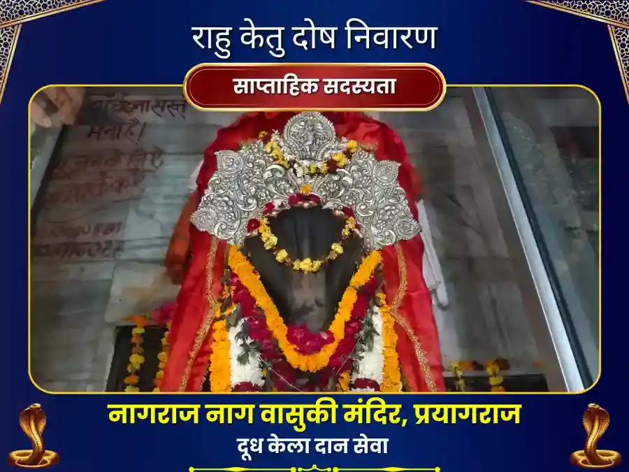 राहु केतु दोष निवारण साप्ताहिक दूध कला दान सेवा - नागवासुकि प्रयागराज puja image 1