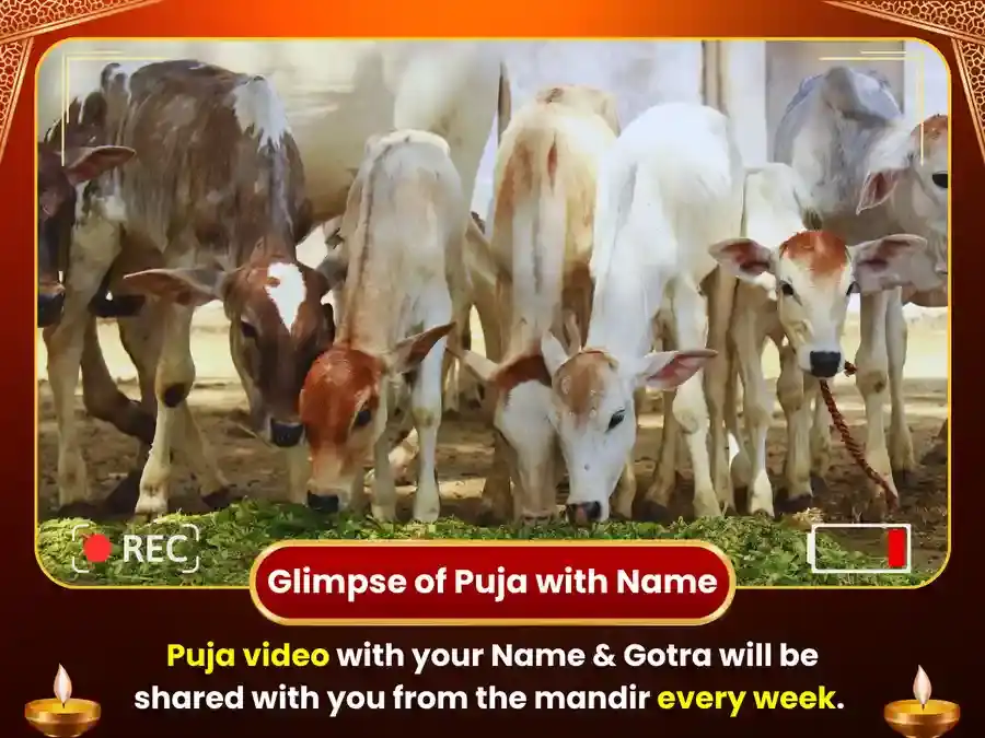 Mangalvar Visesh Weekly Bramhin Bhojan & Gau Seva puja gallery 4