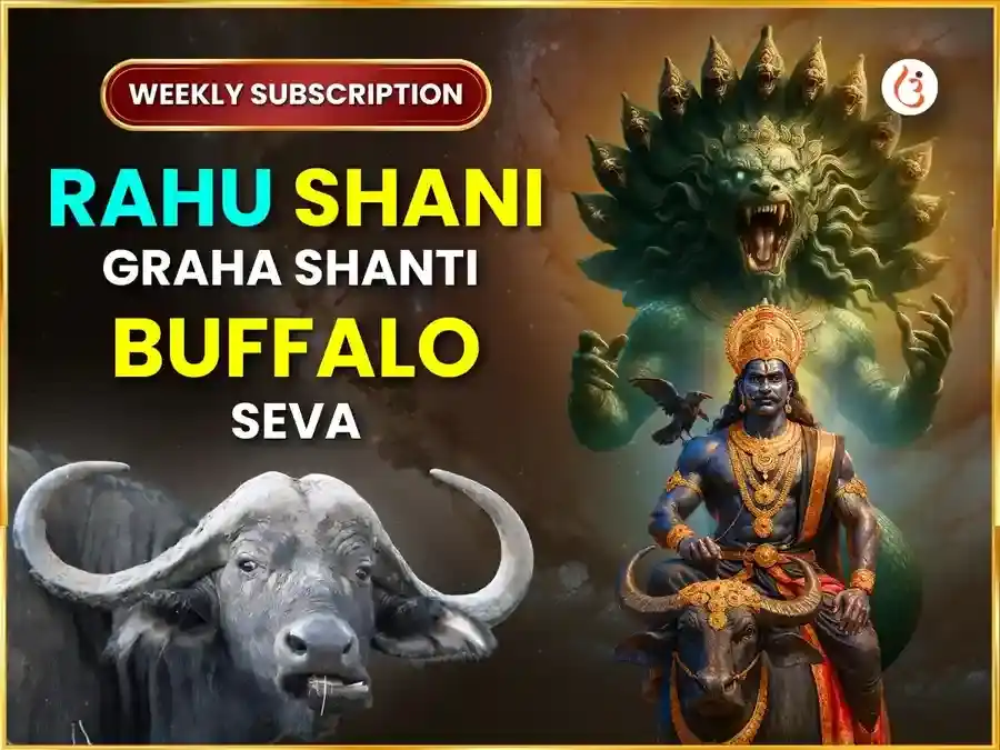 Shanivar Visesh Rahu Shani Graha Shanti Weekly Buffalo Seva puja image 1