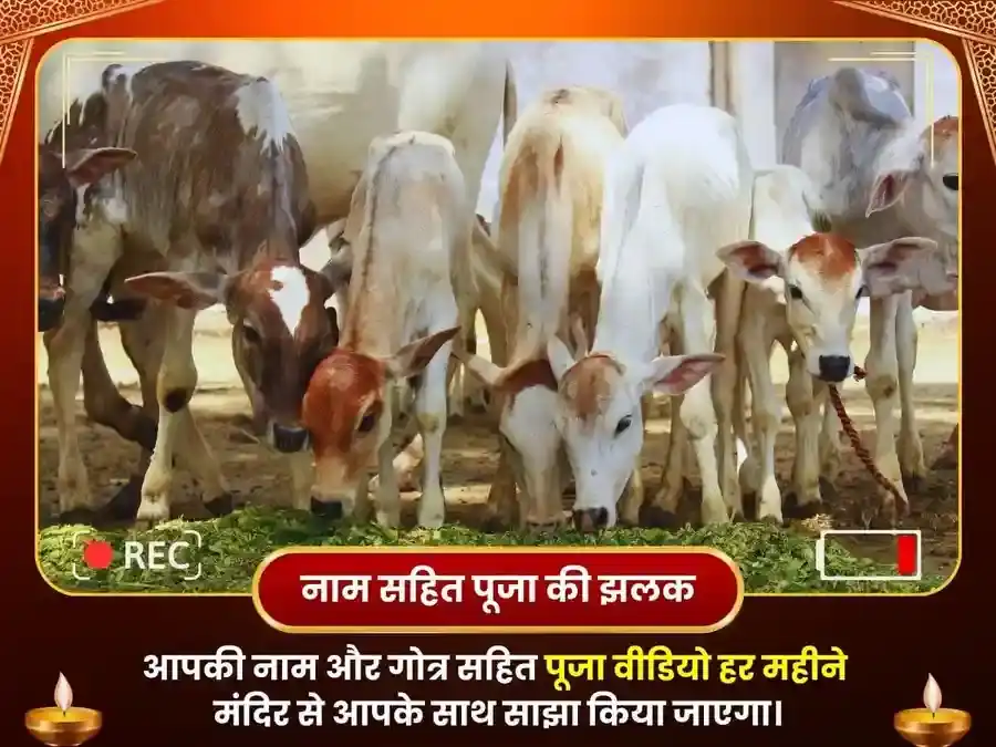 मंगलवार गया फल्गु घाट साप्ताहिक ब्राह्मण भोजन एवं गौ सेवा puja gallery 4