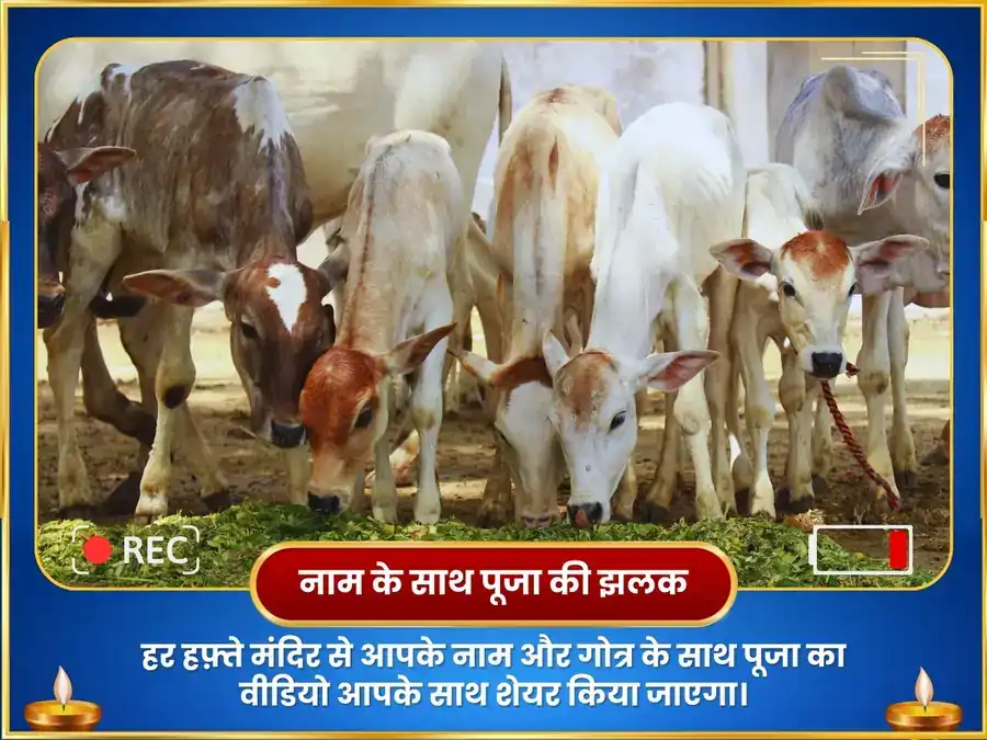 महा शिवरात्रि विशेष त्रि पशु महा पुण्य दान सेवा puja gallery 2