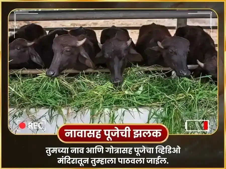 शनिवार विशेष राहू शनि ग्रह शांती साप्ताहिक महिष सेवा puja gallery 4