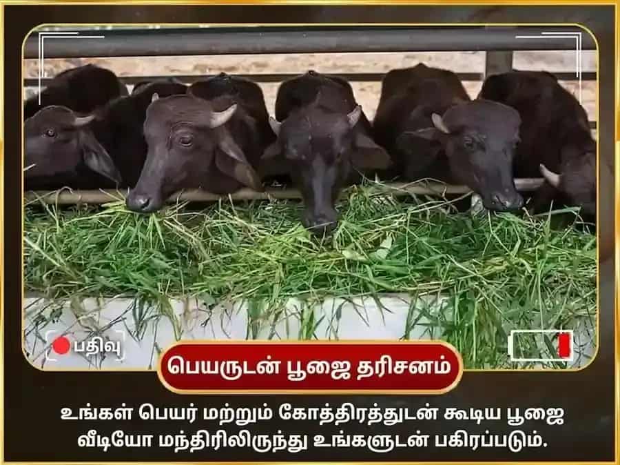 சனிவார் விசேஷ ராகு சனி கிரஹ சாந்தி வாராந்திர எருமை சேவை puja gallery 4
