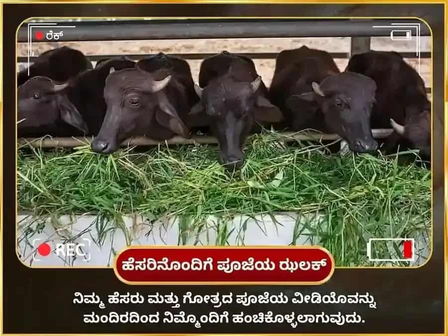 ಶನಿವಾರ ವಿಶೇಷ ರಾಹು ಶನಿ ಗ್ರಹ ಶಾಂತಿ ಸಾಪ್ತಾಹಿಕ ಮಹಿಷ ಸೇವೆ puja gallery 4