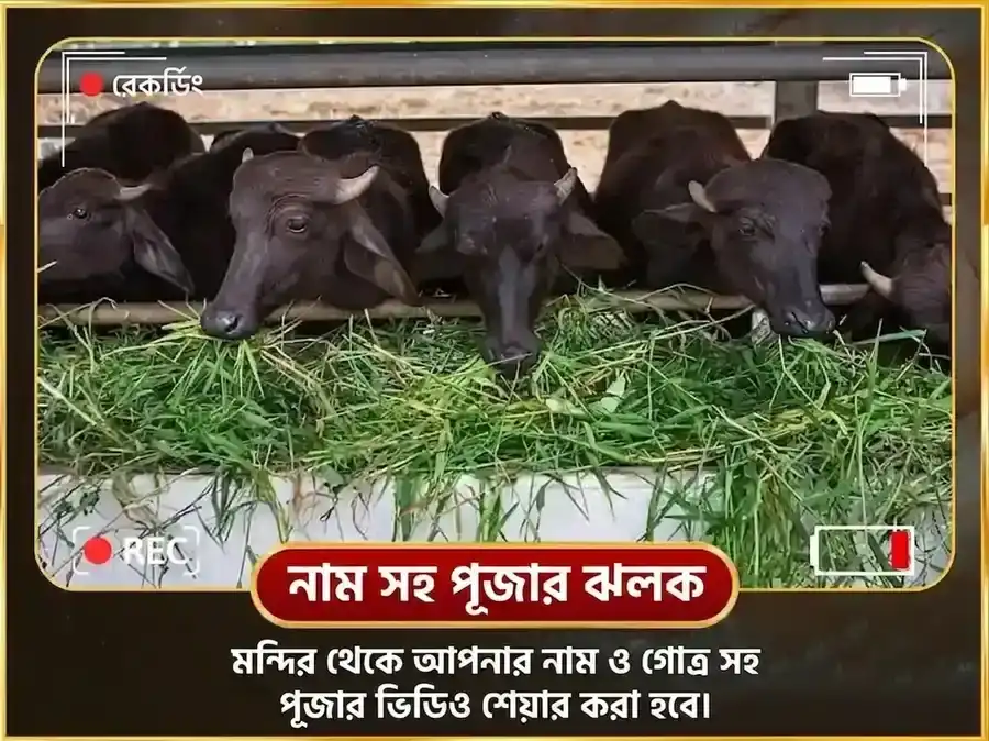 শনিবার বিশেষ রাহু শনি গ্রহ শান্তি সাপ্তাহিক মহিষ সেবা puja gallery 4