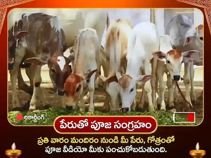 గురువార్ హరిద్వార్ గంగా ఘాట్ వారపు గౌ సేవ & బ్రాహ్మణ భోజన్ puja gallery 4
