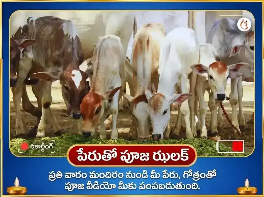 సోమవార విశేష సంకల్ప సిద్ధి సాప్తాహిక నంది సేవ puja gallery 4