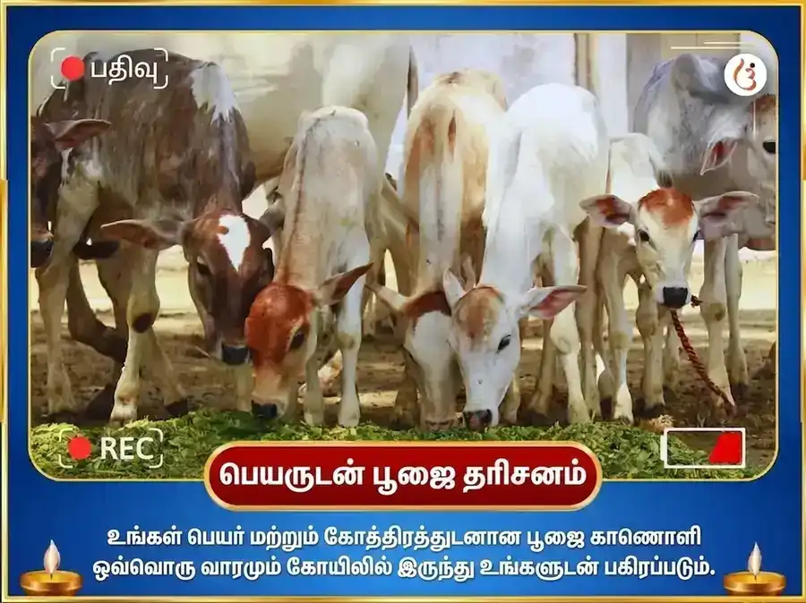 சோமவார விசேஷ சங்கல்ப சித்தி வாராந்திர (சாப்தாஹிக்) நந்தி சேவை puja gallery 4