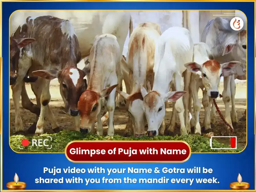 Shravan Somvar Vishesh Manifestation Fulfillment Weekly Nandi Seva puja gallery 4