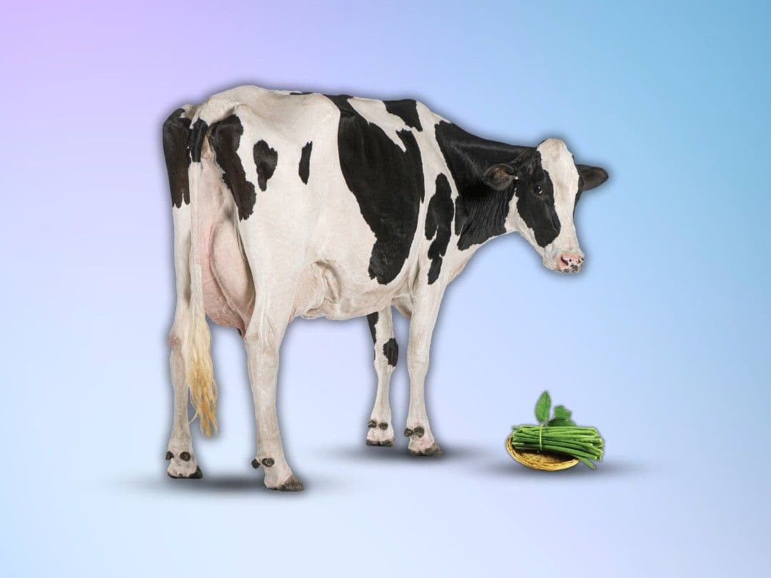 Gau SevaUtsav Kriya Image