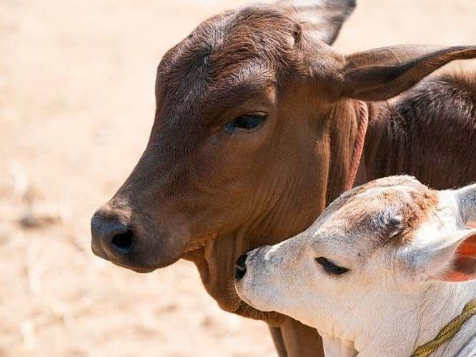 Gau SevaUtsav Kriya Image