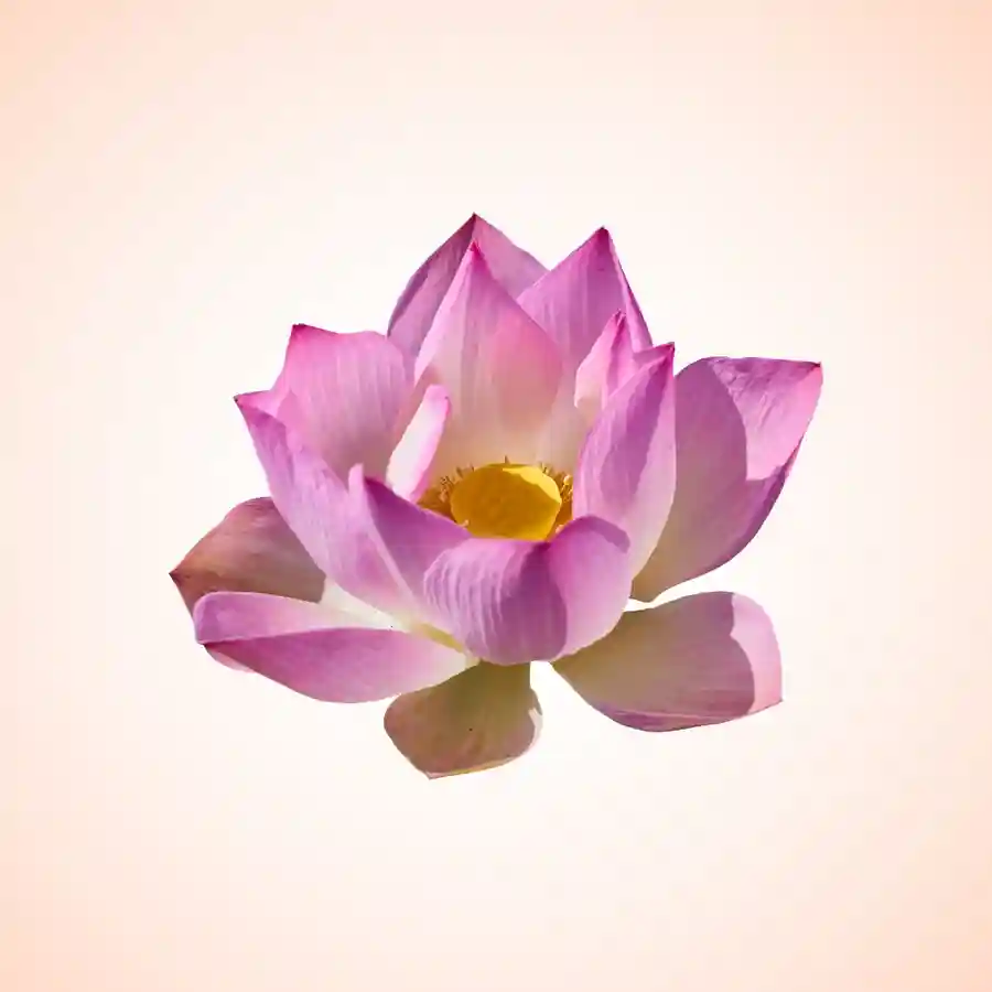 कमल दानUtsav Kriya Image