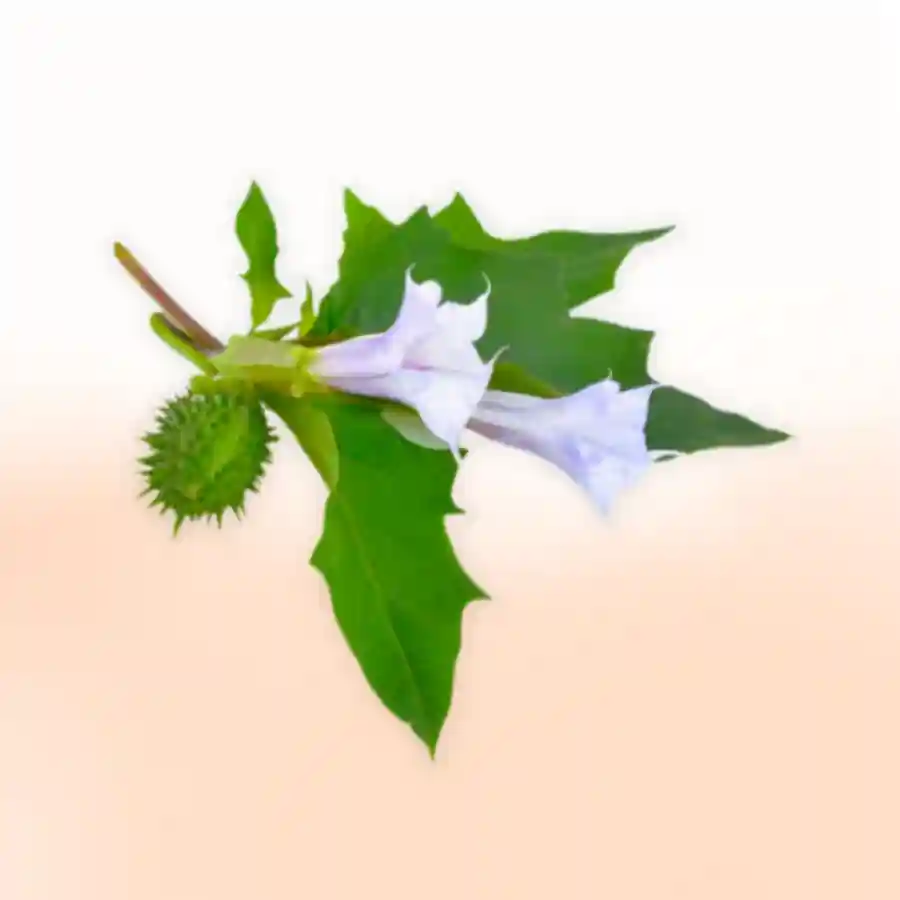 धूत्र फुल अर्पणUtsav Kriya Image