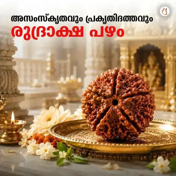 ഊർജ്ജസ്വലമാക്കിയ 5 മുഖി രുദ്രാക്ഷ ബ്രേസ്ലെറ്റ് (യഥാർത്ഥ നേപ്പാളി രുദ്രാക്ഷ മുത്തുകൾ) - image 2